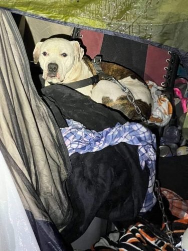 Potentially Dangerous Dog